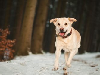 Silvester Ferienhaus mit Hund in Tschechien